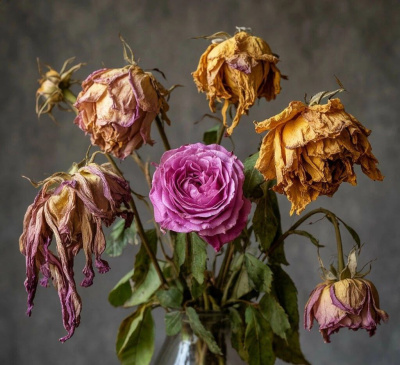 Артур Алехин, Андрей Туркин – Их на могилу стыдно положить